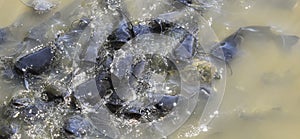 Black Bullhead Catfish Feeding Frenzy, Oklahoma City Zoo Lake