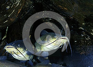 Black Bullhead, ictalurus melas