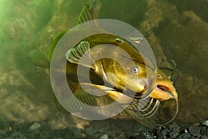 Black Bullhead, Ictalurus melas catfish