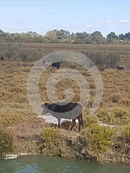 Black bulls native to the Camargue cattle breed