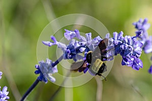 Black bumble bee resting on a purple flower