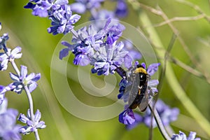 Black bumble bee resting on a purple flower