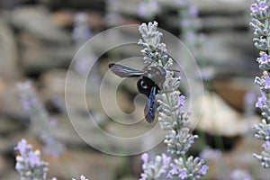 A black bumblebee on a lavender flower
