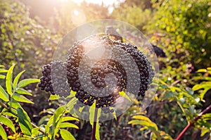Black bunches of ripe black elderberry, medicinal plant, lung diseases, coronavirus treatment, natural remedies