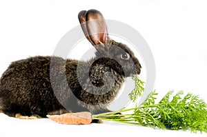 Black bunny and a carrot