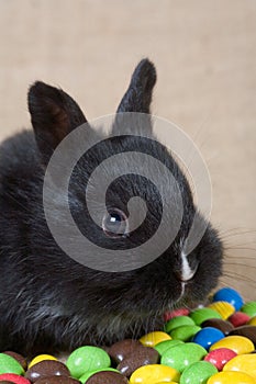 Black bunny and chocolate eggs