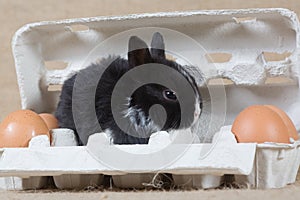 Black bunny in the eggbox