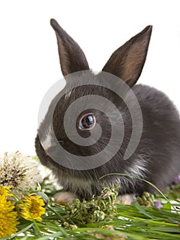 Black bunny and flowers