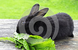 Black bunny rabbit outdoors. Little, cute, sit on wood table, eat leav in garden photo