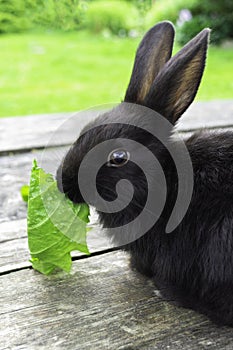Black bunny rabbit outdoors. Sit on wood table and eat leav in garden photo