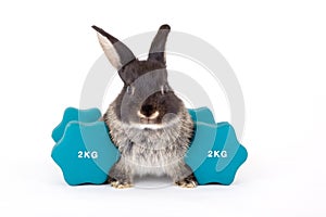 Black bunny and a weight