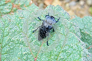 Black buprestidae beetle with white spots sitting on leaf , Coleoptera
