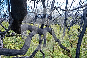 Black burned branches of coastal shrubs with fresh green growth underneath. photo