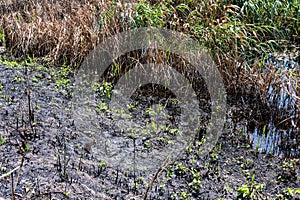 Black burned grass after a fire