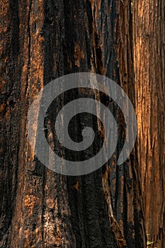 Black Burns On The Base of Giant Sequoia Tree
