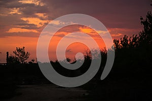 Black bush and sunset