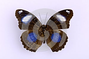 A black butterfly