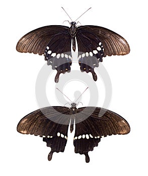 Black butterfly