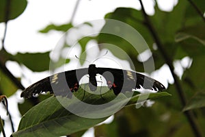 Black Butterfly with antennae on the green leaf