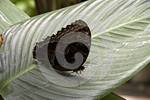 Black Butterfly on banana leave