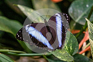 Black butterfly with blue lines and spots