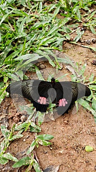 Black butterfly in brazil photo