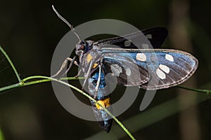 Black butterfly with a bright yellow stripe.