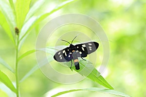 Black butterfly with colored spots on a leaf in the forest
