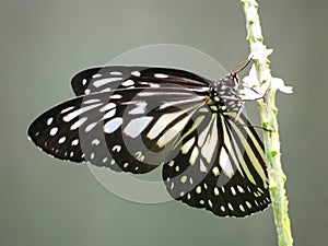 BLACK BUTTERFLY DISPLAY WITH WHITE WINGS PATTERN