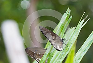 Black butterfly eat salt lick on leaf of palm