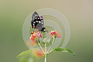 Black butterfly and flower