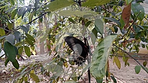 Black Butterfly flying