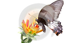 Black butterfly flying over a blooming flower, looking for pollen, macro photography of this delicate and gracious Lepidoptera photo