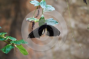 Black butterfly on the green leaves