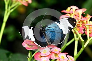 Black Butterfly Heliconius sara theudela with white stripes feeding on flower