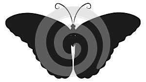 Black butterfly icon. Flying insect symbol. Summer animal