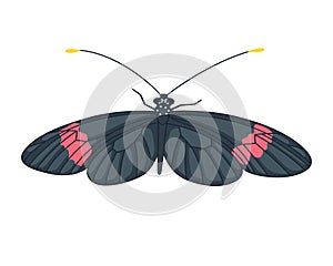 Black butterfly isolated on white background. Insect vector illustration