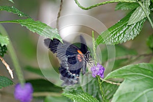 Black butterfly landing on purple flower
