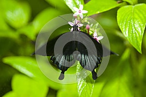 Black butterfly on a leaf