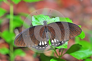 Black butterfly on leaf