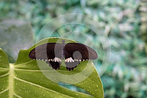 black butterfly on a leaf