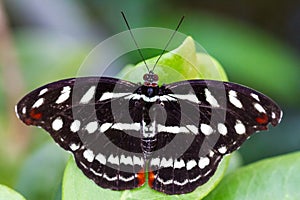Black butterfly on a leaf