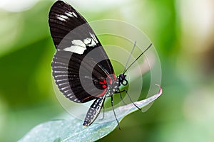 Black butterfly on a leaf