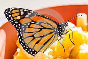 Black butterfly on a leaf