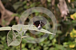 Black butterfly2 photo