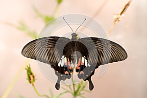 à¸ºBlack butterfly on nature surface