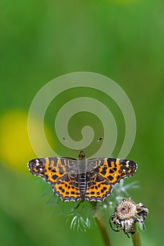 Black butterfly with orange patterns on wings on top of dandelion at summer with blurred background