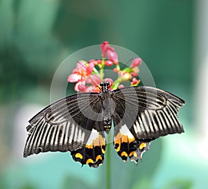 Black butterfly with orange and white markings