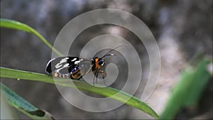 Black butterfly perched on a leaves in the flower garden, butterfly with beautiful motif