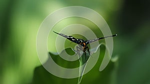 Black butterfly perched on a leaves in the flower garden, butterfly with beautiful motif